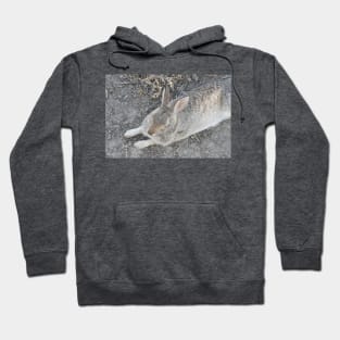 Rabbit, Desert Cottontail, Wildlife Hoodie